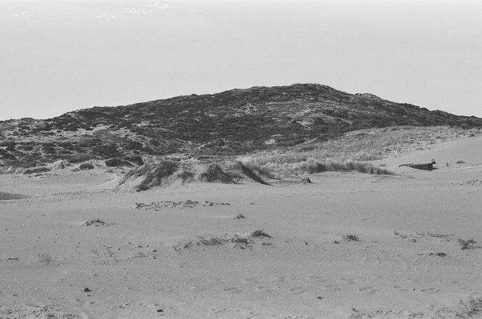 A view of a grassy sand hill at Point Reyes National Seashore, CA (1980s)