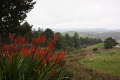 California landscape with red tinged plants, Woodside CA., (2010)