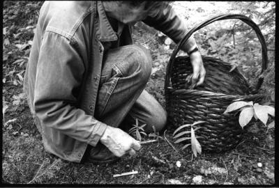 John Cage, kneeling next to basket, picking mushrooms (1989)